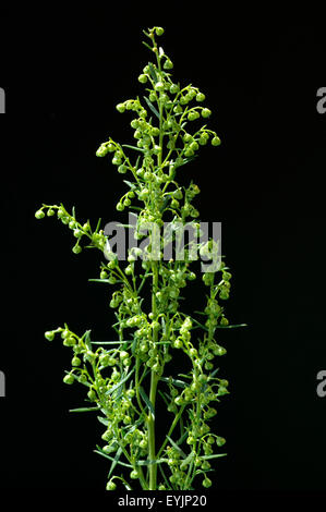 Estragon Artemisia Dracunculus, Kraeuter, Heilpflanze, Heilpflanzen, Stockfoto