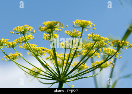 Fenchel; Foeniculum Vulgare; Stockfoto