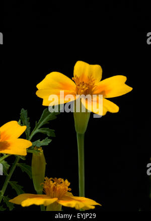 Gewuerztagetes, Tagetes Tenuifolia, Heilpflanzen,- Stockfoto