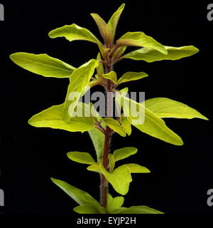 Goldmajoran, Gold-Majoran, Majoran, Origanum Vulgare, Heilpflanzen,- Stockfoto