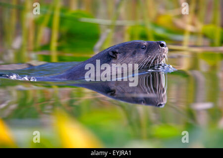 River Otter schwimmt im See, Großmaul reflektiert im Wasser. Stockfoto