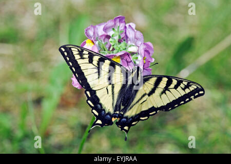 Swallow-Tail Butterfly Fütterung auf Rotklee Blume Nahaufnahme Stockfoto