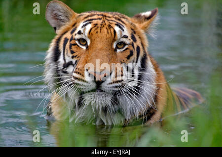 | Bengal Tiger stehend im Wasser, Porträt Stockfoto