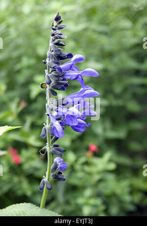 Salbei; Salvia Guarinitica, Heilpflanzen, Stockfoto