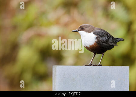 Wasseramseln (Cinclus Cinclus) Somerset, England, UK Stockfoto