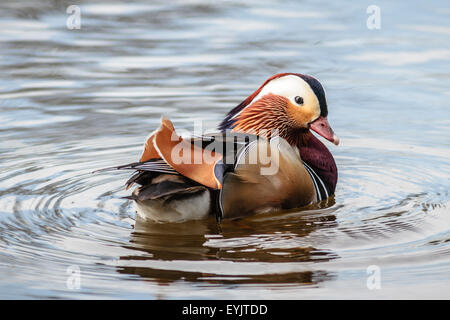 Mandarinente (Aix Galericulata) schwimmt auf der Themse, Berkshire, England, UK Stockfoto