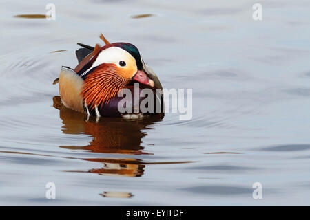 Mandarinente (Aix Galericulata) schwimmt auf der Themse, Berkshire, England, UK Stockfoto