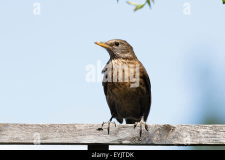 Weibliche Amsel (Turdus Merula) stehend auf einem Gartenzaun in Berkshire, England, UK Stockfoto