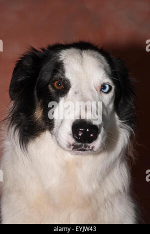 Border-Collie Schäferhund im Fotografen-studio Stockfoto