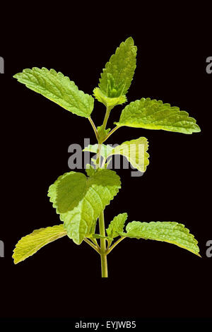 Zitronenmelisse; Melissa; Officinalis; Stockfoto