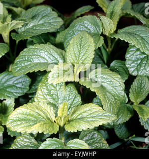 Zitronenmelisse; Melissa; Officinalis; Stockfoto