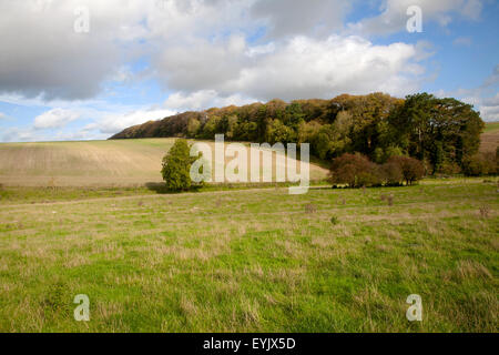 Kreide Landschaft Fyfield Hill, Marlborough Downs, Wiltshire, England, UK Stockfoto