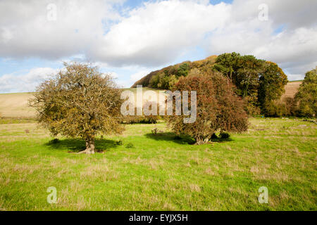 Kreide Landschaft Fyfield Hill, Marlborough Downs, Wiltshire, England, UK Stockfoto