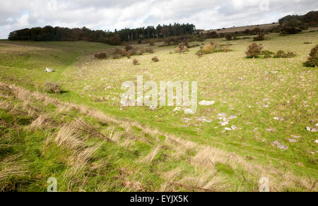 Fyfield unten national Nature Reserve, Marlborough Downs, Wiltshire, England, UK unbebauten Kreide Grünland mit Sarsen Steinen Stockfoto