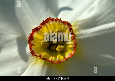 Dichternarzisse Narcissus Poeticus; Stockfoto