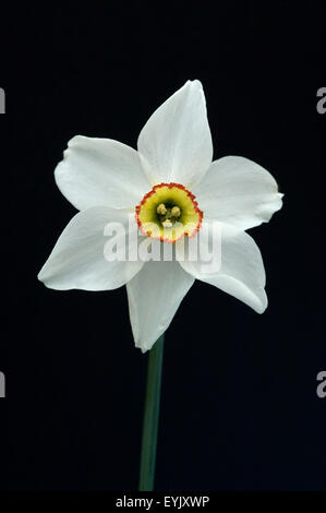 Dichternarzisse Narcissus Poeticus; Stockfoto