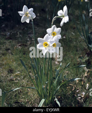 Dichternarzisse Narcissus Poeticus; Stockfoto