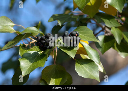 Efeubeeren; Hedera; Helix; Stockfoto