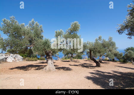 Ländliche Olivenbäumen auf einem Bauernhof am Meer mit mediterrane Meerblick in westlichen Mallorca, Balearen, Spanien im Juli. Stockfoto