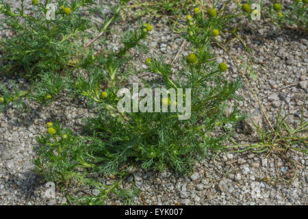 Blühendes Ananaskraut / Matricaria discoidea wächst in Kies - die gelben Blüten sehen fast aus wie kleine Ananas. Stockfoto