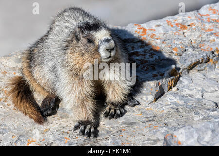 Hoary Marmot - Marmota caligata Stockfoto