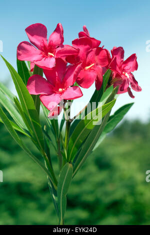 Oleander; Nerium; Oleander; Giftpflanze; Wildpflanzen; Stockfoto