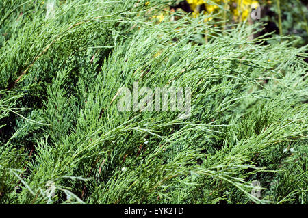 Sadebaum, Juniperus, Sabina, Stockfoto