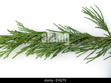 Sadebaum, Juniperus, Sabina, Stockfoto