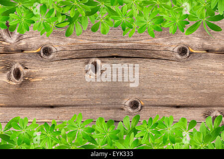 Waldmeister-Blätter als Frame, oben und unten auf alten rustikalen hölzernen Planken Stockfoto