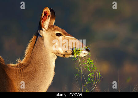 Kudu (Tragelaphus Strepsiceros) Kuh Porträt Essen grüne Blätter - Kruger National Park (Südafrika) Stockfoto