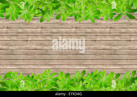 Waldmeister-Blätter als Frame, oben und unten auf rustikale Planken Stockfoto