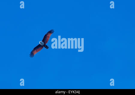 Ein Brahminy Kite, Haliastur Indus, schwebt über dem Nationalpark Komodo, Flores, Indonesien Stockfoto