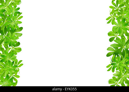 Rahmen aus Waldmeister verlässt, links und rechts vor weißem Hintergrund Stockfoto