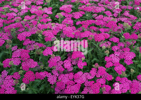 Achillea Millefolium. Achillea neue Vintage violett. Schafgarbe-Blumen Stockfoto