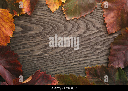 Herbst Weißdorn Blätter direkt von oben Stockfoto