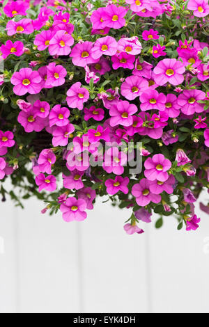 Calibrachoa "Kabarett hellrosa verbessert". Mini-Petunien Blumen in einen hängenden Korb Stockfoto