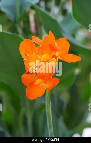 Canna Lilie 'Orange Punch' Blume im RHS Wisley Gardens, Surrey, England Stockfoto