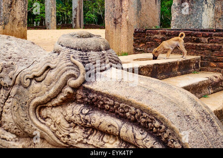 Sri Lanka, Ceylon, North Central Province, Anuradhapura, historische Hauptstadt von Sri Lanka, UNESCO-Weltkulturerbe, Ratnaprasada Stockfoto