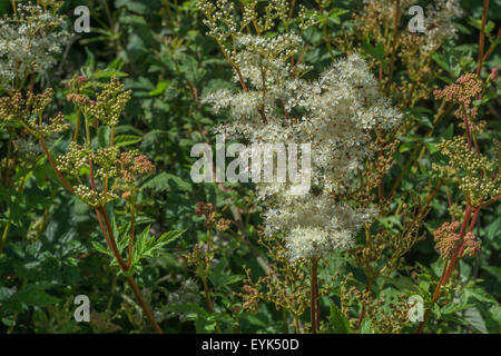 Blüte und Blumenknospen von Meadowsweet [Filippendula ulmaria]. Eine wasserliebende vergessene Pflanze - Blumen für Sirup. Blätter für ihre schmerzlindernde Wirkung. Stockfoto