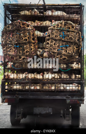 Masthähnchen werden mit einem LKW transportiert, der auf einer Straße zu den Touristenattraktionen des Tanah Lot Tempels und des Strandes in Tabanan, Bali, Indonesien, fährt. Stockfoto