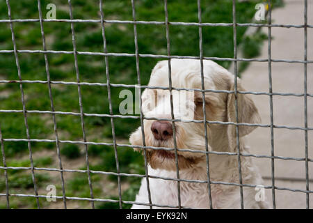 Hund hinter einem Zaun in einem Dog Rescue center Stockfoto