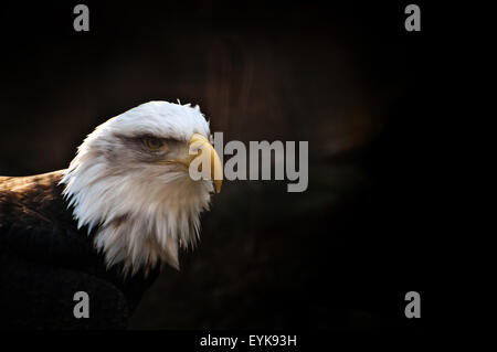 Weißkopfseeadler in Gefangenschaft Stockfoto