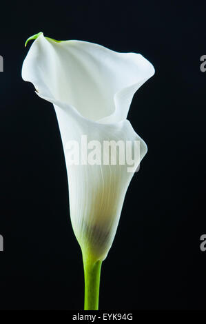 weiße Calla Blume Stockfoto