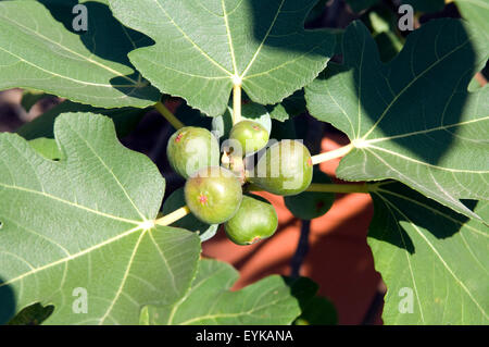 Feigen, Feige, Ficus carica Stockfoto