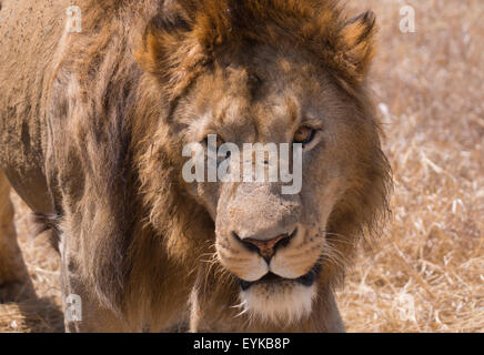 Männliche Löwen in Ngorongoro Krater, Afrika. Nicht Cecil. Stockfoto