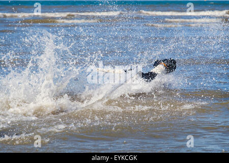 Ein schwarz / weiß English Springer Spaniel Hund laufen und planschen im Wasser am Strand. Wales, UK, Großbritannien Stockfoto