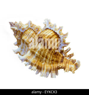 Schale von Murex Saulii oder Chicoreus Saulii ist eine Art der Meeresschnecke, eine marine Gastropode Molluske in der Familie Muricidae isoliert Stockfoto