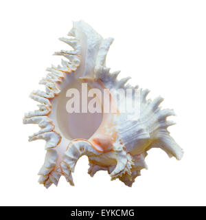 Schale von Chicoreus Ramosus, Ramose Murex oder verzweigte Murex, ist eine Art von räuberischen Meeresschnecke, marine Gastropode Molluske in der Stockfoto