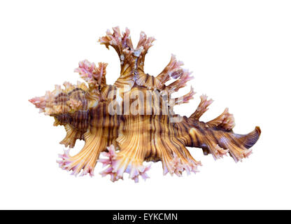 Schale von Murex Saulii oder Chicoreus Saulii ist eine Art der Meeresschnecke, eine marine Gastropode Molluske in der Familie Muricidae isoliert Stockfoto