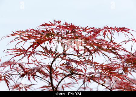 Weinrote Blätter des Baumes japanischer Ahorn, Acer Palmatum Dissectum Atropurpureum, voll Stockfoto